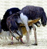 Ostriches burying their hrads in the sand